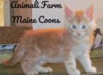 Quin - Maine Coon Cat For Sale - Santa Maria&comma; CA&comma; US