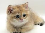 Joker - Scottish Fold Cat For Sale - Atlanta&comma; GA&comma; US