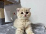 Simba - Scottish Fold Cat For Sale - Miami&comma; FL&comma; US