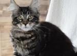 Litter acts - Maine Coon Cat For Adoption - Manchester&comma; NH&comma; US