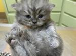 SOLD CFA Blue Make Persian - Persian Cat For Sale - Conyers&comma; GA&comma; US