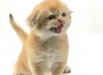 Alvin - Scottish Fold Cat For Sale - Atlanta&comma; GA&comma; US