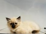 Ragdoll kittens - Ragdoll Cat For Sale - Boston&comma; MA&comma; US