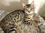 Adorable Bengal Female - Bengal Cat For Sale - Beach Park&comma; IL&comma; US