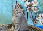 Lucy - British Shorthair Cat For Sale - Renton&comma; WA&comma; US
