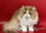 George - Persian Cat For Sale - Yucca Valley&comma; CA&comma; US