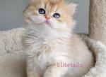 British ny12 golden long haired female kitten - British Shorthair Cat For Sale - Thornton&comma; CO&comma; US
