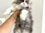 Adorable Female Persian kitten - Persian Cat For Sale - Beach Park&comma; IL&comma; US