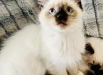 Mini pearls - Ragdoll Cat For Sale - Parker&comma; CO&comma; US