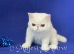 Nicola - Exotic Cat For Sale - Yucca Valley&comma; CA&comma; US