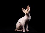 Irina - Sphynx Cat For Sale - Brooklyn&comma; NY&comma; US