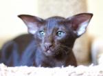 Chocolate - Oriental Cat For Sale - Brooklyn&comma; NY&comma; US