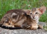 Mark - Oriental Cat For Sale - Brooklyn&comma; NY&comma; US