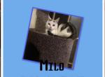 Milo - Munchkin Cat For Sale/Retired Breeding - FL&comma; US