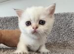 Scottish Fold Golden Colorpoint Girl Hannah - Scottish Fold Cat For Sale - Odessa&comma; FL&comma; US