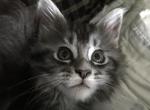 Reserved Baby girl Dee Dutchess available today - Maine Coon Cat For Sale - Chipley&comma; FL&comma; US