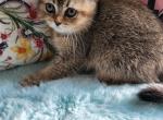 Chanel - British Shorthair Cat For Sale - Grand Rapids&comma; MI&comma; US