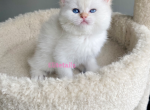 Scottish straight colorpoint female kitten - Scottish Straight Cat For Sale - Thornton&comma; CO&comma; US