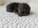 Tulip  CFA  Champion bloodlines - Exotic Cat For Sale - Bois D Arc&comma; MO&comma; US