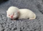 Camellia  CFA  Champion bloodlines - Exotic Cat For Sale - Bois D Arc&comma; MO&comma; US