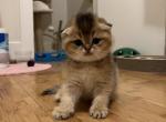 Mint - Scottish Fold Cat For Sale - Houston&comma; TX&comma; US