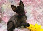 Mi Amore Sphinx Agata - Sphynx Cat For Sale - Mundelein&comma; IL&comma; US