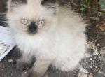 himalayan kittens - Himalayan Cat For Sale - Barrington&comma; IL&comma; US