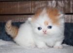 Brody - Munchkin Cat For Sale - Bend&comma; OR&comma; US