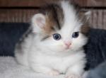 Bruno - Munchkin Cat For Sale - Bend&comma; OR&comma; US