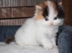 Payton - Munchkin Cat For Sale - Bend&comma; OR&comma; US