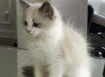 Boy2 - Ragdoll Cat For Sale - NC&comma; US