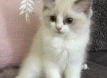 Pearl - Ragdoll Cat For Sale - NC&comma; US