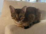 Cupid - Bengal Cat For Sale - Carrollton&comma; TX&comma; US