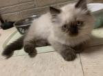 himalayan kitty - Himalayan Cat For Sale - Barrington&comma; IL&comma; US