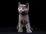 Robert - Russian Blue Cat For Sale - Brooklyn&comma; NY&comma; US