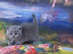 Violet Collar Litter C2 - British Shorthair Cat For Sale - Texarkana&comma; TX&comma; US