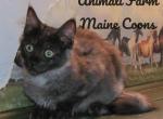 Mandy - Maine Coon Cat For Sale - Santa Maria&comma; CA&comma; US