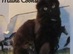 Mochi - Maine Coon Cat For Sale - Santa Maria&comma; CA&comma; US