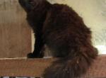 Nadine - Maine Coon Cat For Sale - Santa Maria&comma; CA&comma; US