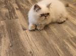 Cfa registered friends fema Seal Point  himilayan - Himalayan Cat For Sale - Greenville&comma; OH&comma; US