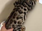 Bengal male - Bengal Cat For Sale - Beach Park&comma; IL&comma; US