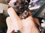 Cicily - Devon Rex Cat For Sale - Spokane&comma; WA&comma; US