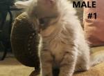 Male one - Maine Coon Cat For Sale - Kent&comma; WA&comma; US