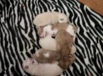July 28th litter of 6 kittens - Ragdoll Cat For Sale - Attica&comma; MI&comma; US