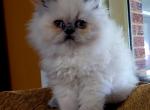 Esme - Persian Cat For Sale - Muscle Shoals&comma; AL&comma; US