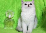 Silver shaded british shorthair female Kiara - British Shorthair Cat For Sale - TX&comma; US