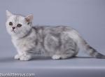 Pilow munchkin standard silver tabby short leg - Munchkin Cat For Sale - TX&comma; US