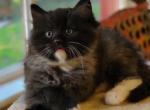 Smoke Tuxedo - Ragdoll Cat For Sale - Farmville&comma; VA&comma; US