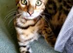 Simba Brown Rosetted pending - Bengal Cat For Sale - Bradner&comma; OH&comma; US