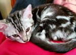 Pepe Silver Marble - Bengal Cat For Sale - Bradner&comma; OH&comma; US